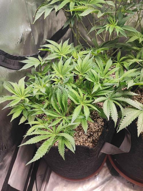 AC Infinity 3x3 grow. Week 7 - King´s Juice
DAY 49