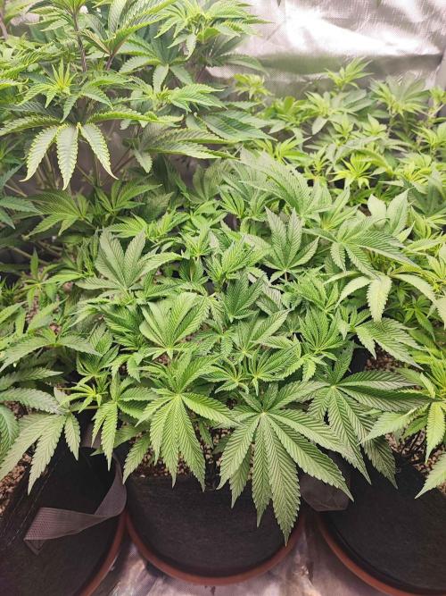 AC Infinity 3x3 grow. Week 7 - Rainbow Melon
DAY 49