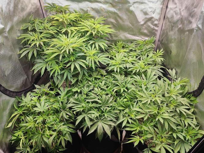 AC Infinity 3x3 grow. Week 8 - DAY 51
14.4. 2026