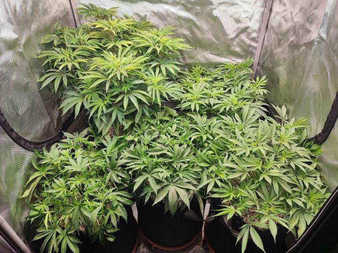 AC Infinity 3x3 grow. Week 8 - DAY 52
15.4. 2026