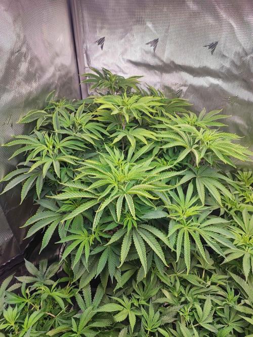 AC Infinity 3x3 grow. Week 8 - Troronjaz 
DAY 50