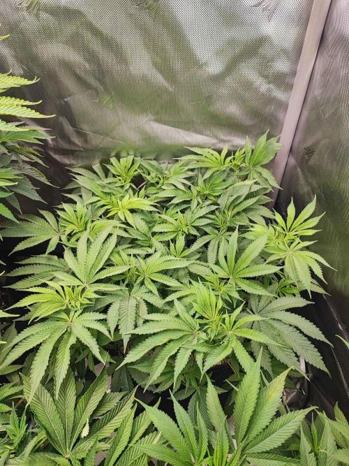 AC Infinity 3x3 grow. Week 8 - Uvaz
DAY 50