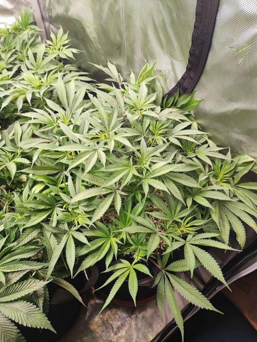 AC Infinity 3x3 grow. Week 8 - Blueberry Pancakes
DAY 50