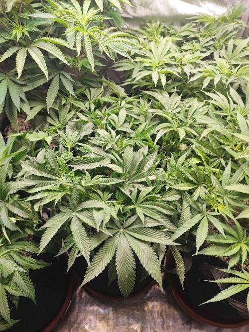 AC Infinity 3x3 grow. Week 8 - Rainbow Melon
DAY 50