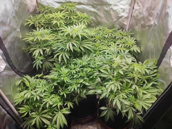 AC Infinity 3x3 grow. Week 8 - DAY 53
16.4. 2026