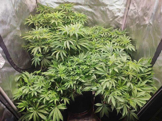 AC Infinity 3x3 grow. Week 8 - DAY 54
17.4. 2026