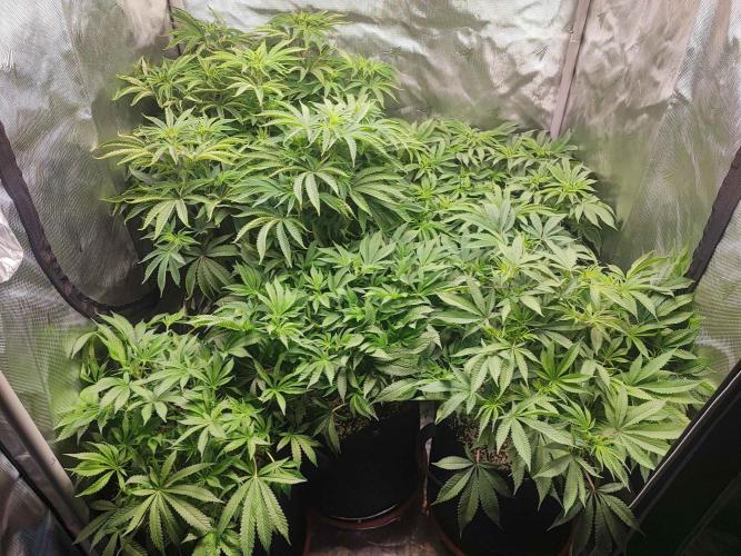 AC Infinity 3x3 grow. Week 8 - DAY 55
18.4. 2026