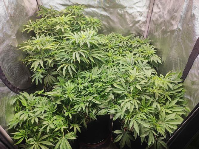 AC Infinity 3x3 grow. Week 8 - DAY 56
19.4. 2026