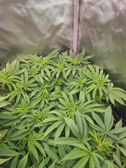 AC Infinity 3x3 grow. Week 8 - Uvaz
DAY 56