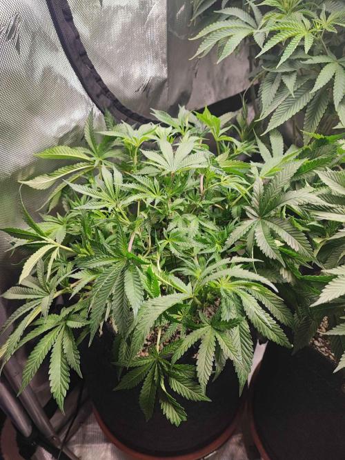 AC Infinity 3x3 grow. Week 8 - King´s Juice 
DAY 56