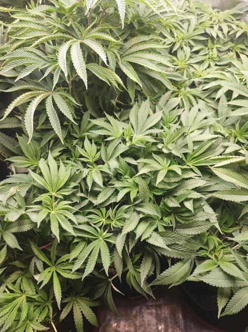 AC Infinity 3x3 grow. Week 8 - Rainbow Melon
DAY 56