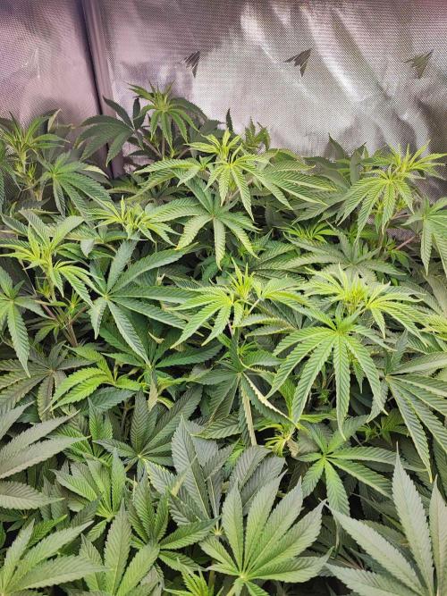 AC Infinity 3x3 grow. Week 9 - Toronjaz 
DAY 1 FLOWER
4.5. 2026