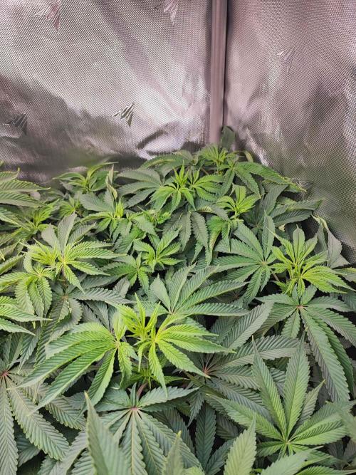 AC Infinity 3x3 grow. Week 9 - Uvaz 
DAY 1 FLOWER
4.5. 2026