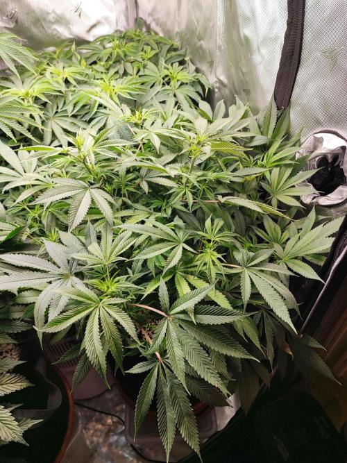 AC Infinity 3x3 grow. Week 9 - Blueberry Pancakes
DAY 1 FLOWER
4.5. 2026