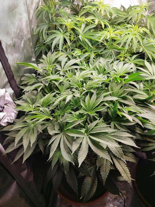 AC Infinity 3x3 grow. Week 9 - Rainbow Melon 
DAY 1 FLOWER
4.5. 2026