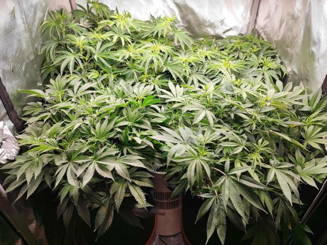 AC Infinity 3x3 grow. Week 9 - DAY 3 FLOWER
6.5. 2026