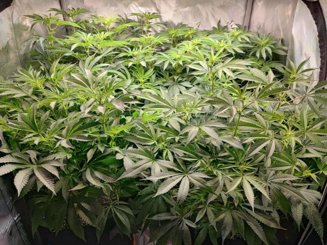AC Infinity 3x3 grow. Week 9 - DAY 4 FLOWER
7.5. 2026