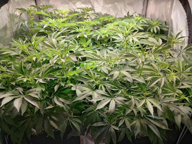 AC Infinity 3x3 grow. Week 9 - DAY 5 FLOWER
8.5. 2026