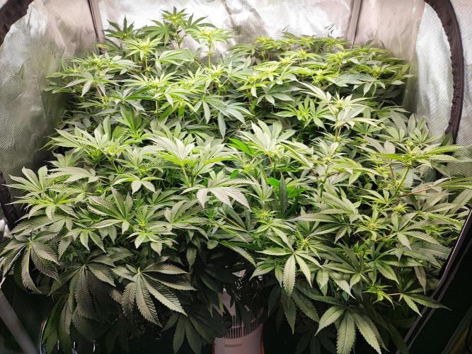 AC Infinity 3x3 grow. Week 9 - DAY 6 FLOWER
9.5. 2026