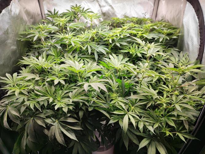 AC Infinity 3x3 grow. Week 9 - DAY 7 FLOWER
10.5. 2026