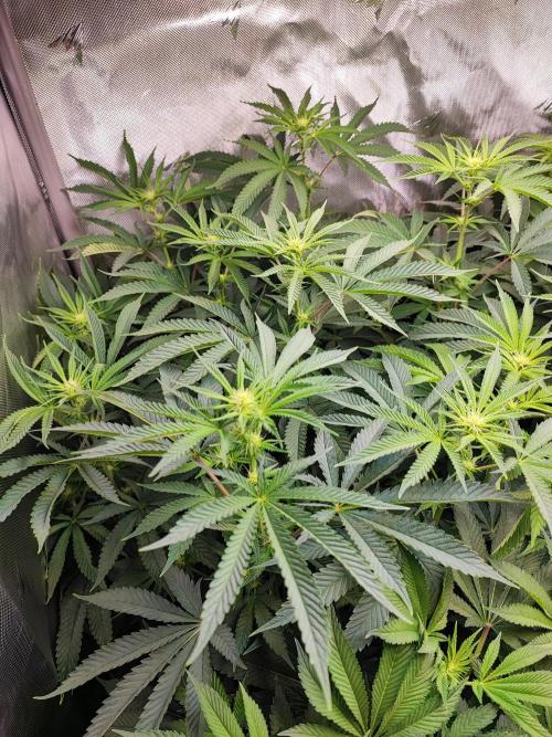 AC Infinity 3x3 grow. Week 9 - Toronjaz 
DAY 7 FLOWER
10.5. 2026