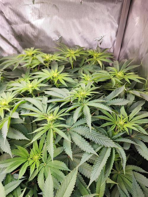 AC Infinity 3x3 grow. Week 9 - Uvaz 
DAY 7 FLOWER
10.5. 2026