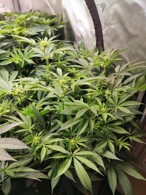 AC Infinity 3x3 grow. Week 9 - Blueberry Pancakes
DAY 7 FLOWER
10.5. 2026