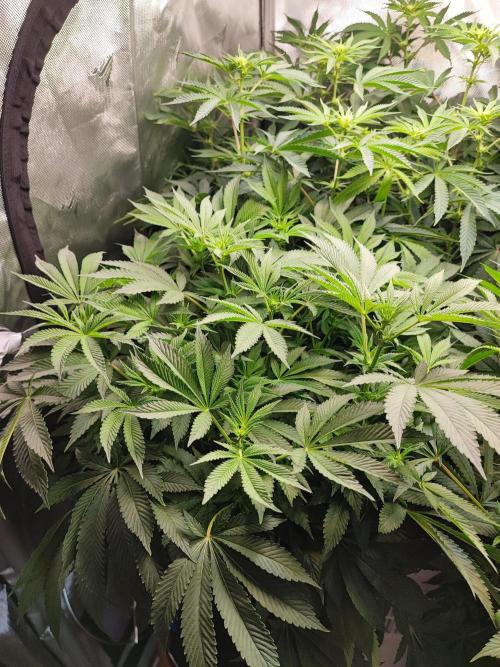 AC Infinity 3x3 grow. Week 9 - Rainbow Melon
DAY 7 FLOWER
10.5. 2026