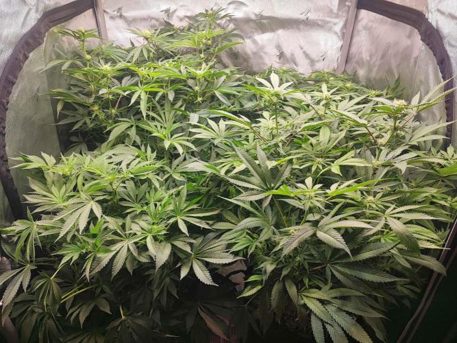 AC Infinity 3x3 grow. Week 10 - DAY 11 FLOWER
11.5. 2026