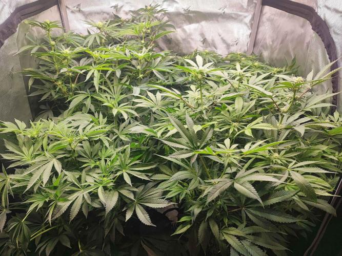 AC Infinity 3x3 grow. Week 10 - DAY 12 FLOWER
12.5. 2026