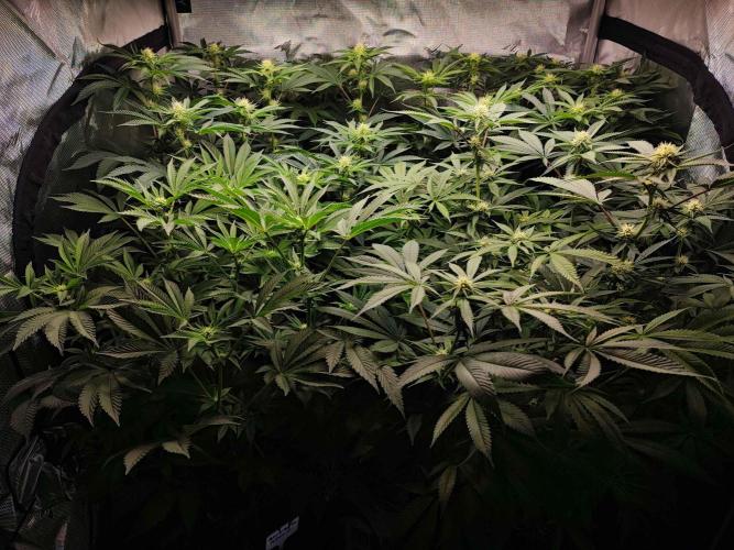 AC Infinity 3x3 grow. Week 10 - DAY 13 FLOWER
13.5. 2026