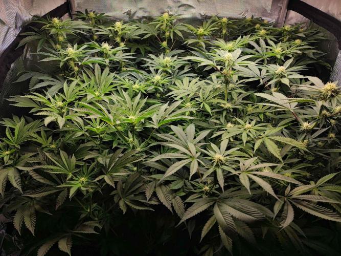 AC Infinity 3x3 grow. Week 10 - DAY 14 FLOWER
14.5. 2026