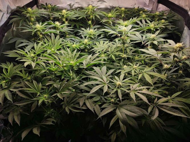 AC Infinity 3x3 grow. Week 10 - DAY 15 FLOWER
15.5. 2026