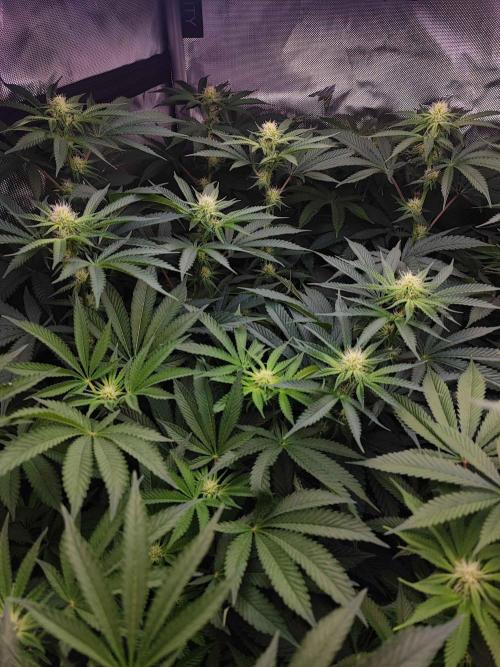 AC Infinity 3x3 grow. Week 10 - Toronjaz
DAY 11 FLOWER
11.5. 2026