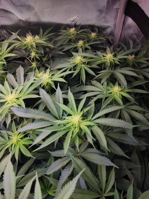 AC Infinity 3x3 grow. Week 10 - Uvaz
DAY 11 FLOWER
11.5. 2026