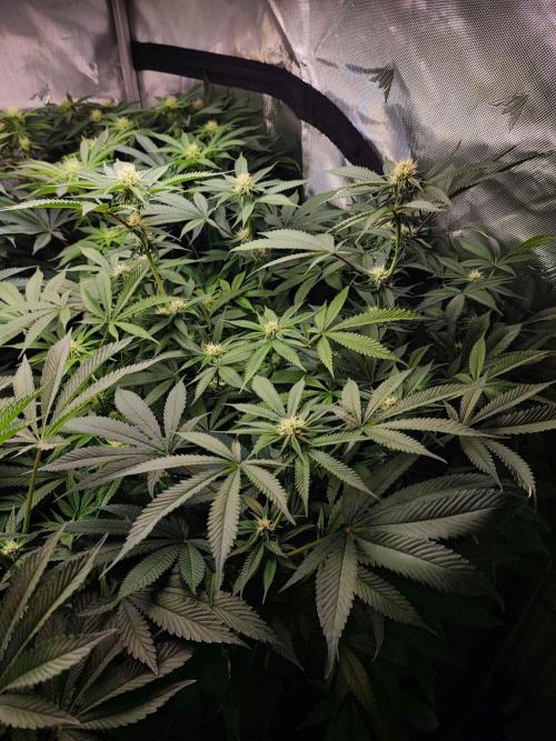 AC Infinity 3x3 grow. Week 10 - Blueberry Pancakes
DAY 11 FLOWER
11.5. 2026