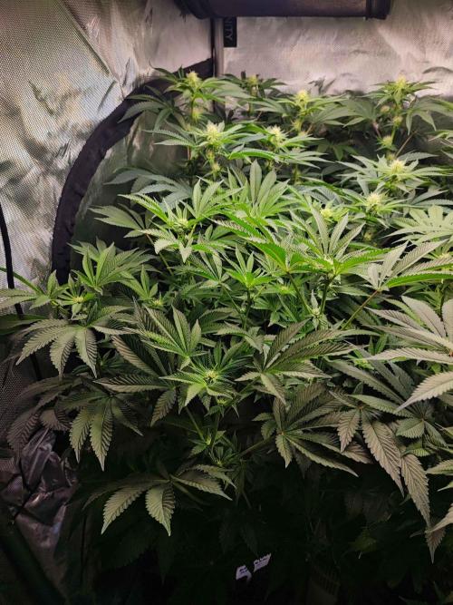AC Infinity 3x3 grow. Week 10 - Rainbow Melon
DAY 11 FLOWER
11.5. 2026