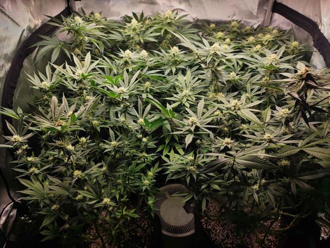AC Infinity 3x3 grow. Week 11 - FLOWER DAY 18
18.5. 2026