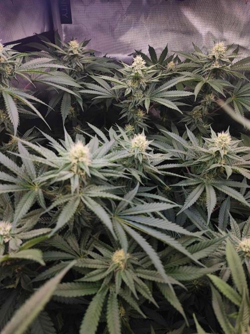 AC Infinity 3x3 grow. Week 11 - Troronjaz 
FLOWER DAY 18
18.5. 2026