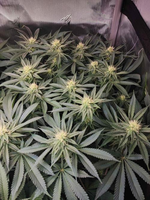 AC Infinity 3x3 grow. Week 11 - Uvaz 
FLOWER DAY 18
18.5. 2026