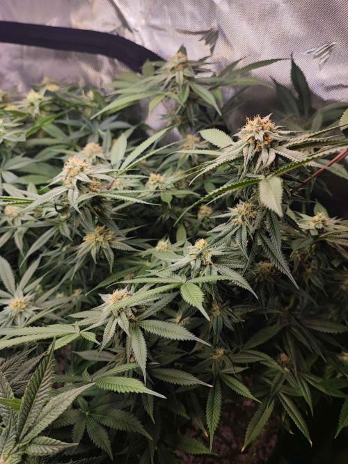 AC Infinity 3x3 grow. Week 11 - Blueberry Pancakes FLOWER DAY 18
18.5. 2026