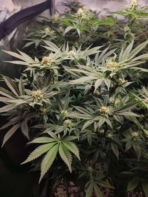 AC Infinity 3x3 grow. Week 11 - Rainbow Melon
FLOWER DAY 24
24.5. 2026