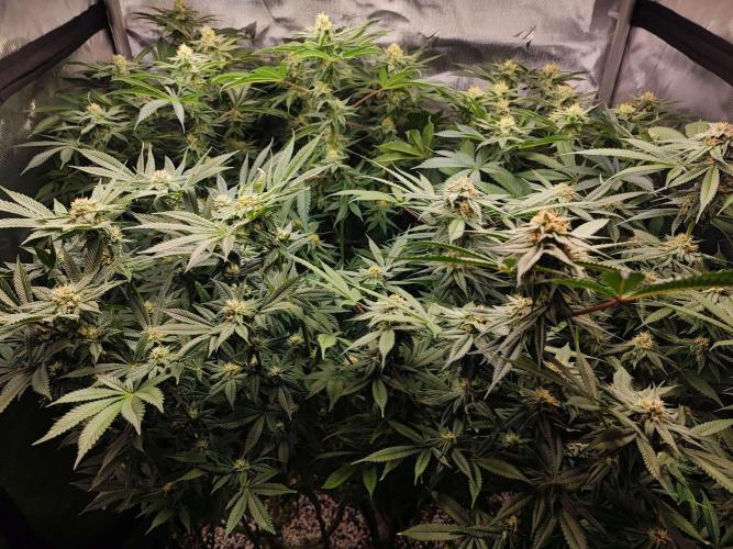 AC Infinity 3x3 grow. Week 12 - FLOWER DAY 25
25.5. 2026