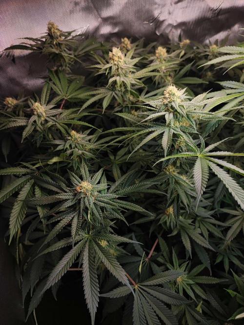 AC Infinity 3x3 grow. Week 12 - Troronjaz 
FLOWER DAY 25
25.5. 2026