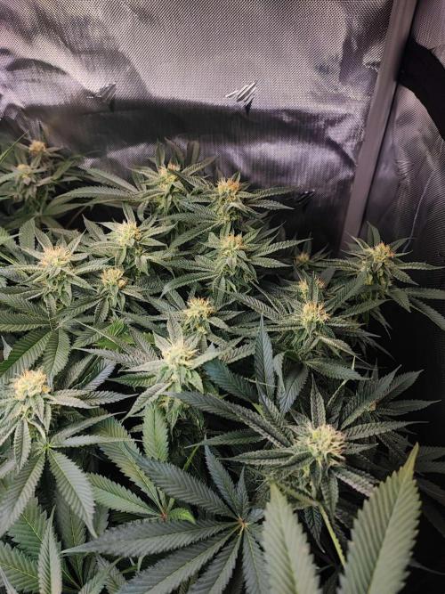 AC Infinity 3x3 grow. Week 12 - Uvaz 
FLOWER DAY 25
25.5. 2026