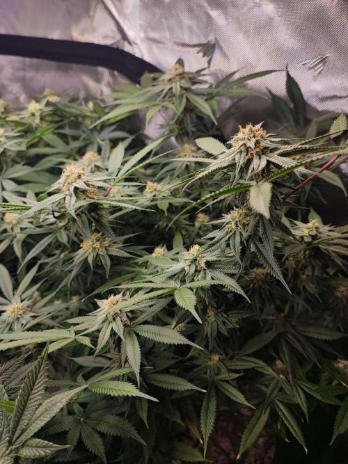 AC Infinity 3x3 grow. Week 12 - Blueberry Pancakes
FLOWER DAY 25
25.5. 2026