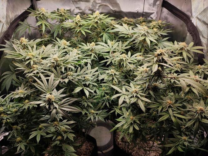 AC Infinity 3x3 grow. Week 12 - FLOWER DAY 31
31.5. 2026