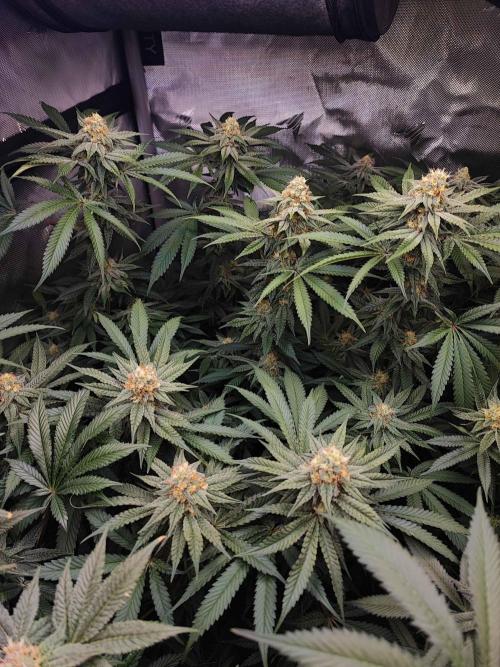AC Infinity 3x3 grow. Week 12 - Toronjaz
FLOWER DAY 31
31.5. 2026