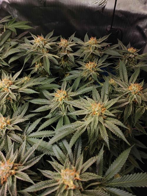 AC Infinity 3x3 grow. Week 12 - Uvaz
FLOWER DAY 31
31.5. 2026