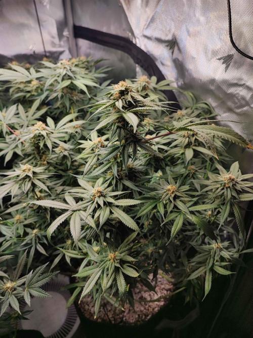 AC Infinity 3x3 grow. Week 12 - Blueberry Pancakes
FLOWER DAY 31
31.5. 2026